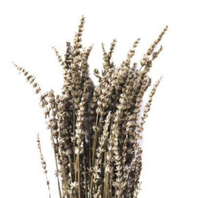 Лаванда Warm Gray стабилизированная (1 пучок)