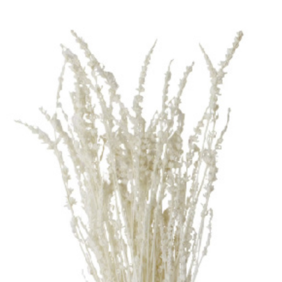 Лаванда White стабилизированная (1 пучок)