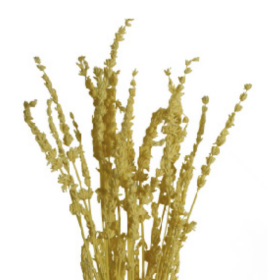 Лаванда Yellow стабилизированная оптом (1 пучок)