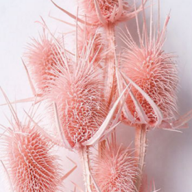 Эрингиум Mistyrose сухоцвет оптом (1 пучок-10 шт) фото