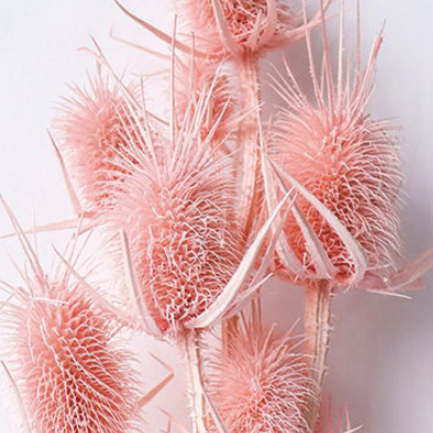 Эрингиум Mistyrose сухоцвет оптом (1 пучок-10 шт) фото