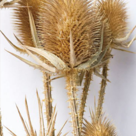 Эрингиум Khaki сухоцвет оптом (1 пучок-10 шт) фото