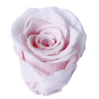 Роза Baby Pink (4 см) стабилизированная (1 штука) оптом