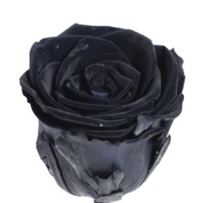 Роза Черная (4-5 см.) оптом стабилизированная (1 штука) фото