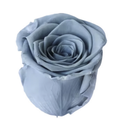 Роза Blue Gray (4 см) стабилизированная (1 штука)