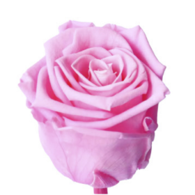 Роза Bright Pink (4 см) стабилизированная (1 штука) оптом