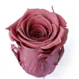 Роза Brown Red (4 см) стабилизированная (1 штука) оптом