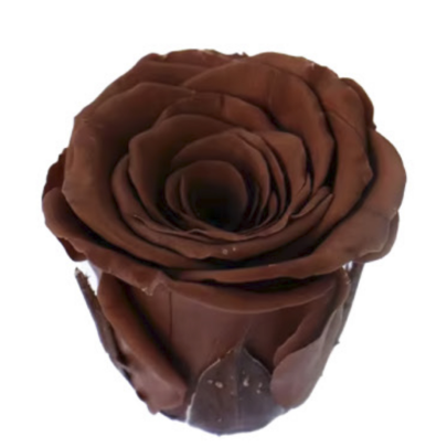 Роза Choocalet (4 см) стабилизированная (1 штука)