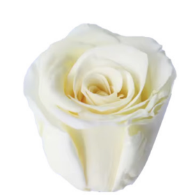 Роза Cream (4 см) стабилизированная (1 штука) оптом