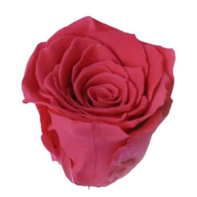 Роза Dark Pink (4 см) стабилизированная (1 штука) оптом