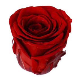 Роза Dark Red (4 см) стабилизированная (1 штука) оптом