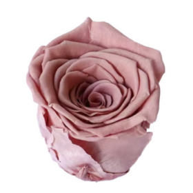 Роза Dusty Pink (4 см) стабилизированная (1 штука) оптом