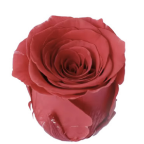 Роза Dusty Red (4 см) стабилизированная (1 штука) оптом