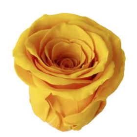 Роза Желтая (4-5 см.) оптом стабилизированная (1 штука) фото