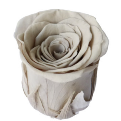 Роза Khaki (4 см) стабилизированная (1 штука)