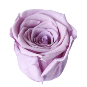 Роза Сиреневая (4-5 см.) оптом стабилизированная (1 штука) фото