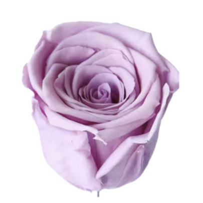 Роза Сиреневая (4-5 см.) стабилизированная фото