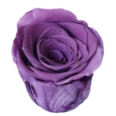Роза Фиолетовая (4-5 см.) оптом стабилизированная (1 штука) фото