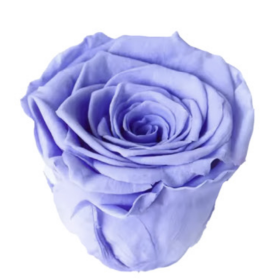 Роза Liac (4 см) стабилизированная (1 штука) оптом