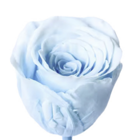 Роза Light Blue (4 см) стабилизированная (1 штука) оптом