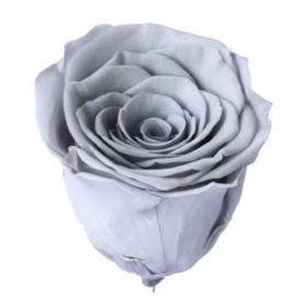 Роза Light Gray (4 см) стабилизированная (1 штука) оптом
