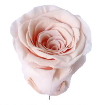 Роза Светло-Розовая (4-5 см.) оптом стабилизированная (1 штука) фото