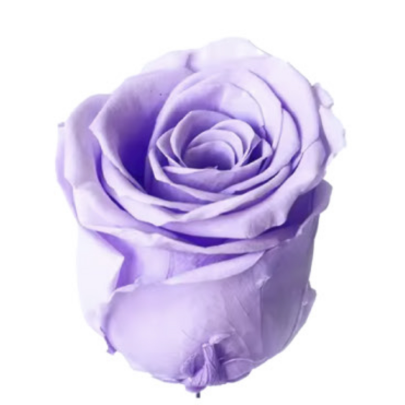 Роза Light Purple (4 см) стабилизированная (1 штука) оптом