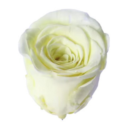 Роза Light Yellow (4 см) стабилизированная (1 штука) оптом