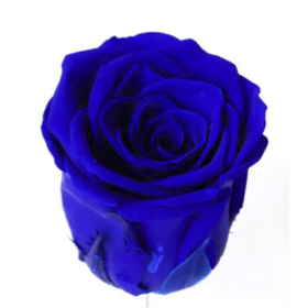 Роза Navy Blue (4 см) стабилизированная (1 штука) оптом