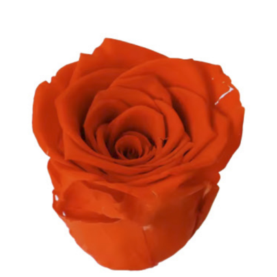 Роза Orange (4 см) стабилизированная (1 штука) оптом