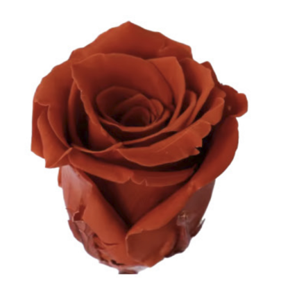 Роза Orange Red (4 см) стабилизированная (1 штука)