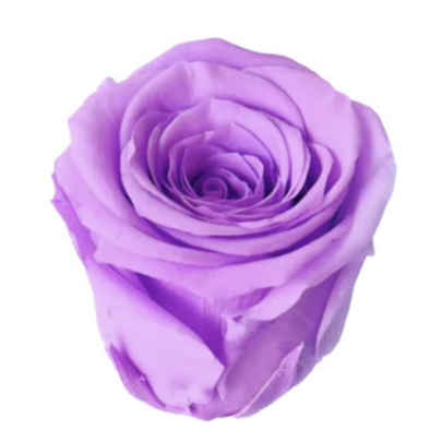 Роза Orchid Violet (4 см) стабилизированная (1 штука) оптом