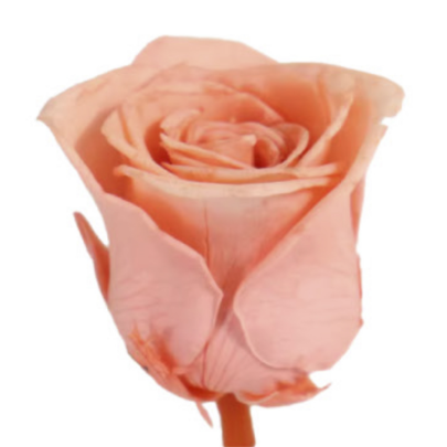 Роза Peach (4 см) стабилизированная (1 штука) оптом