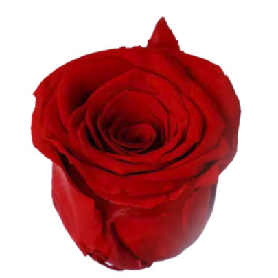 Роза Красная (4-5 см.) оптом стабилизированная (1 штука) фото