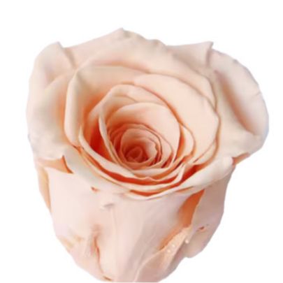 Роза Red Champagne (4 см) стабилизированная (1 штука) оптом