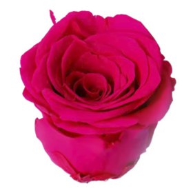 Роза Малиновая (4-5 см.) оптом стабилизированная (1 штука) фото