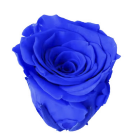 Роза Синяя оптом (4-5 см.) стабилизированная фото
