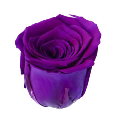 Роза Royal Purple (4 см) стабилизированная (1 штука)