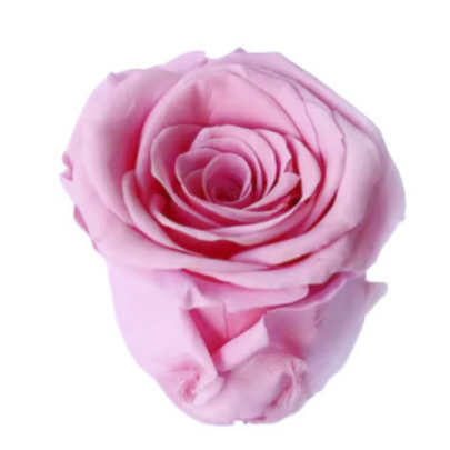 Роза Shakura Pink (4 см) стабилизированная (1 штука) оптом