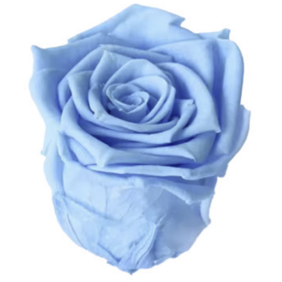 Роза Голубая (4-5 см.) оптом стабилизированная (1 штука) фото