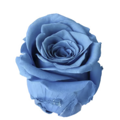 Роза Steel Blue (4 см) стабилизированная (1 штука)