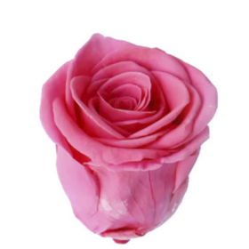 Роза Розовая (4-5 см.) оптом стабилизированная (1 штука) фото