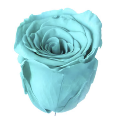 Роза Бирюзовая (4-5 см.) оптом стабилизированная (1 штука) фото