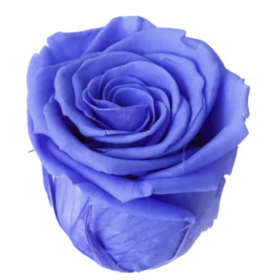 Роза Violet (4 см) стабилизированная (1 штука) оптом
