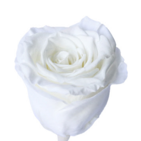 Роза Белая (4-5 см.) стабилизированная оптом (1 штука) фото