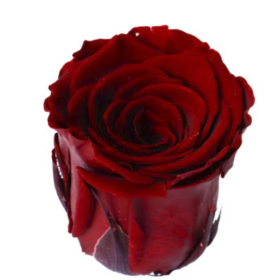 Роза Wine Red (4 см) стабилизированная (1 штука) оптом