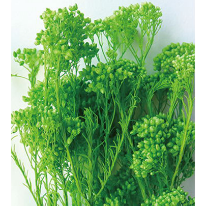 Озотамнус Anise Green оптом (1 пучок) стабилизированный