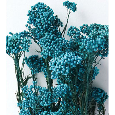 Озотамнус Blue (1 пучок) стабилизированный