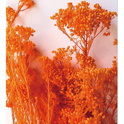 Озотамнус Bright Carrot оптом (1 пучок) стабилизированный