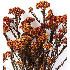 Озотамнус Carrot оптом (1 пучок) стабилизированный